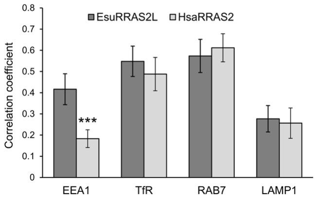 Quantification of colocalization between EsuRRAS2L or HsaRRAS2 with endosomal markers.jpg
